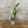 Орхидея Зигопеталум  D12 уценка фото 1 &mdash; Luxury Plants