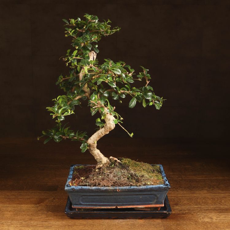 Бонсай Кармона 47 см фото 1 &mdash; Luxury Plants