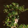 Бонсай Кармона 47 см фото 2 &mdash; Luxury Plants