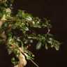 Бонсай Кармона 47 см фото 4 &mdash; Luxury Plants
