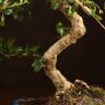 Бонсай Кармона 47 см фото 5 &mdash; Luxury Plants