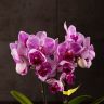 Орхидея Фаленопсис мини Amalion Salta D7 фото 3 &mdash; Luxury Plants