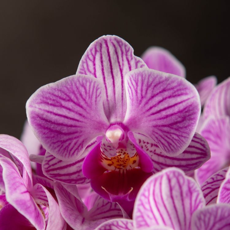 Орхидея Фаленопсис мини Amalion Salta D7 фото 1 &mdash; Luxury Plants