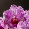 Орхидея Фаленопсис мини Amalion Salta D7 фото 1 &mdash; Luxury Plants
