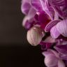Орхидея Фаленопсис мини Amalion Salta D7 фото 4 &mdash; Luxury Plants