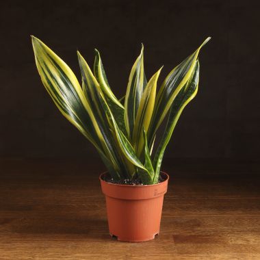 Сансевиерия Лауренти 30/12 &mdash; Luxury Plants