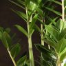 Замиокулькас 80/21 фото 3 &mdash; Luxury Plants