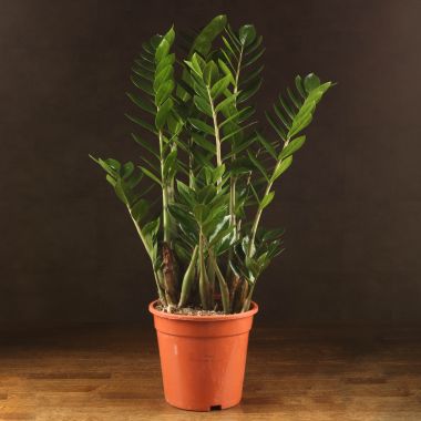 Замиокулькас 80/21 &mdash; Luxury Plants