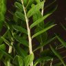 Замиокулькас 80/21 фото 5 &mdash; Luxury Plants