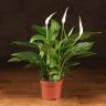 Спатифиллум Купидо 35/9 фото 1 &mdash; Luxury Plants