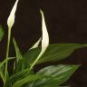 Спатифиллум Купидо 35/9 фото 3 &mdash; Luxury Plants