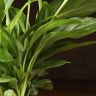 Спатифиллум Купидо 35/9 фото 4 &mdash; Luxury Plants