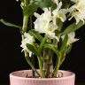 Орхидея Дендробиум Нобиле белая в розовом кашпо фото 3 &mdash; Luxury Plants