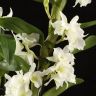 Орхидея Дендробиум Нобиле белая в розовом кашпо фото 4 &mdash; Luxury Plants