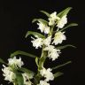 Орхидея Дендробиум Нобиле белая в розовом кашпо фото 5 &mdash; Luxury Plants