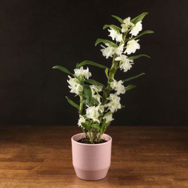 Орхидея Дендробиум Нобиле белая в розовом кашпо &mdash; Luxury Plants
