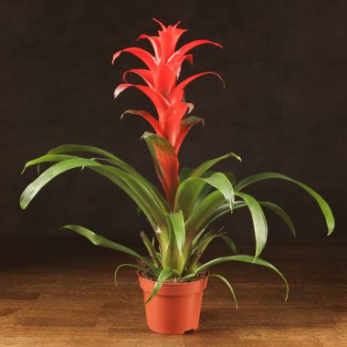 Гузмания красная 50/12 &mdash; Luxury Plants