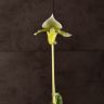 Пафиопедилум Мауди д12 фото 3 &mdash; Luxury Plants