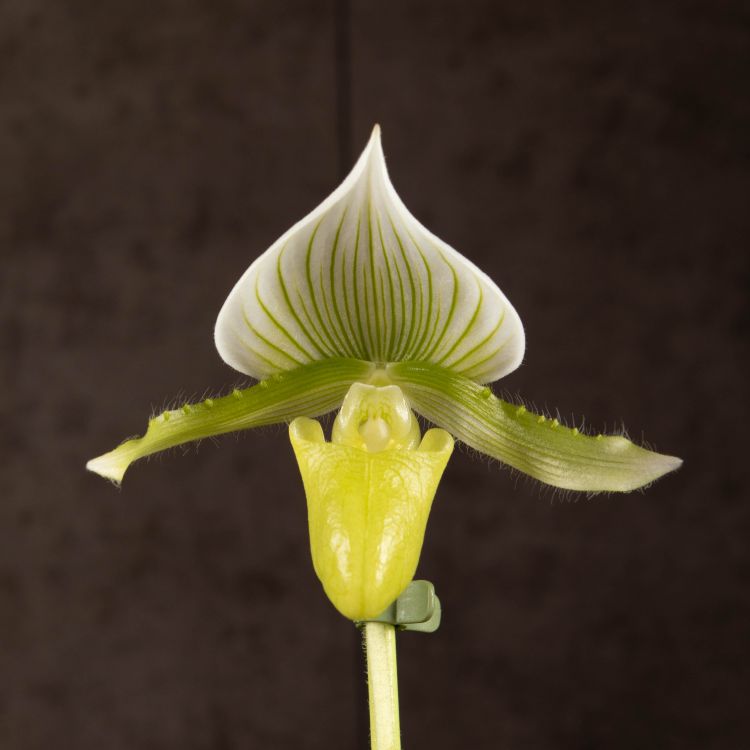 Пафиопедилум Мауди д12 фото 1 &mdash; Luxury Plants