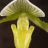Пафиопедилум Мауди д12 фото 4 &mdash; Luxury Plants