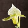 Пафиопедилум Мауди д12 фото 5 &mdash; Luxury Plants