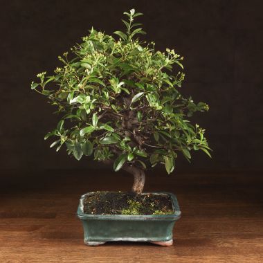 Бонсай Пираканта  45 см &mdash; Luxury Plants