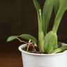 Орхидея Камбрия д12 уценка фото 4 &mdash; Luxury Plants