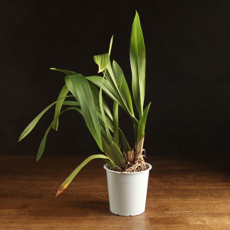 Орхидея Камбрия д12 уценка фото 1 &mdash; Luxury Plants