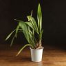 Орхидея Камбрия д12 уценка фото 1 &mdash; Luxury Plants