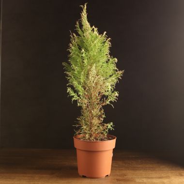 Кипарисовик Голдкрест Вилма д21 уценка &mdash; Luxury Plants