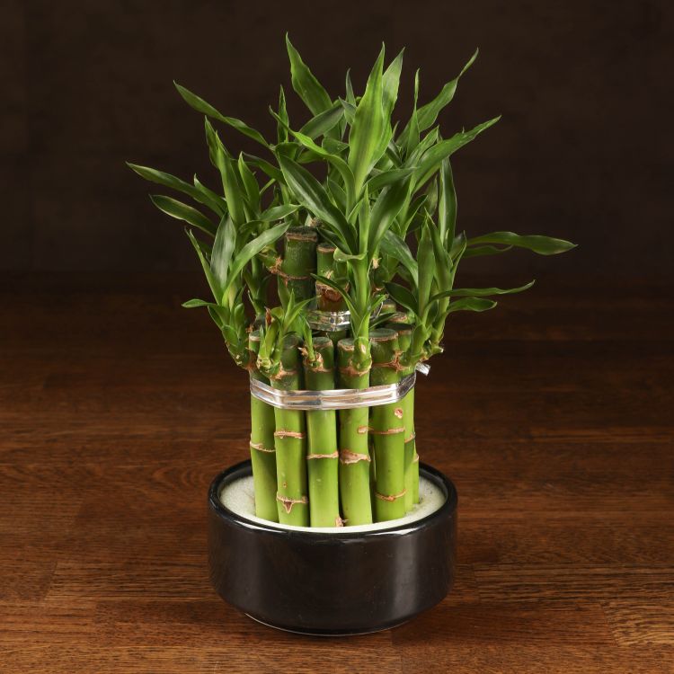 Бамбук Лаки в черной керамике фото 1 &mdash; Luxury Plants