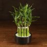 Бамбук Лаки в черной керамике фото 1 &mdash; Luxury Plants