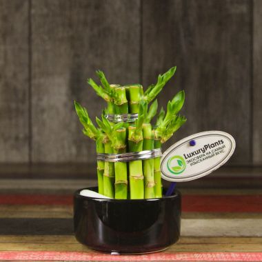 Бамбук Лаки в черной керамике &mdash; Luxury Plants