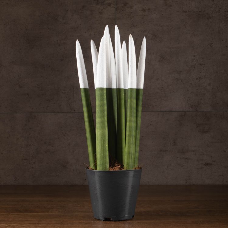 Сансевиерия цилиндрика ряд 40/12 белая фото 1 &mdash; Luxury Plants