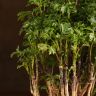 Полисциас Фрутикоза 40/12 фото 2 &mdash; Luxury Plants