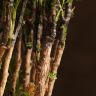 Полисциас Фрутикоза 40/12 фото 3 &mdash; Luxury Plants