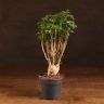 Полисциас Фрутикоза 40/12 фото 1 &mdash; Luxury Plants