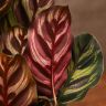 Калатея Макояна 30/12 фото 3 &mdash; Luxury Plants