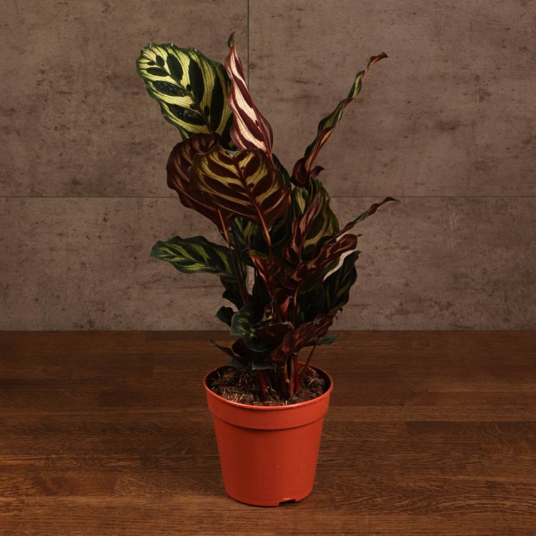 Калатея Макояна 30/12 фото 1 &mdash; Luxury Plants