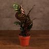Калатея Макояна 30/12 фото 1 &mdash; Luxury Plants