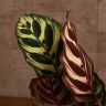 Калатея Макояна 30/12 фото 2 &mdash; Luxury Plants