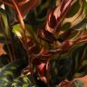 Калатея Макояна 30/12 фото 5 &mdash; Luxury Plants