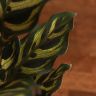 Калатея Макояна 30/12 фото 4 &mdash; Luxury Plants