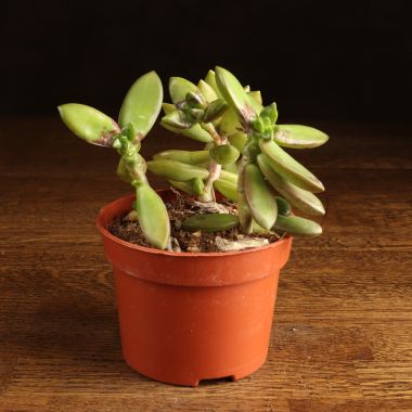 Седум Адольфи д12 уценка &mdash; Luxury Plants