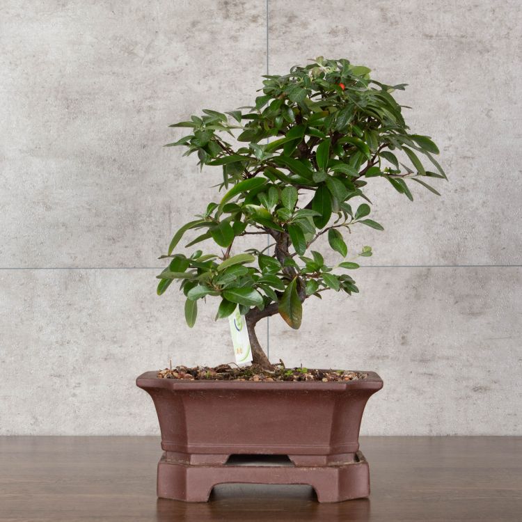 Бонсай Пираканта в коричневой плошке 45 см фото 1 &mdash; Luxury Plants