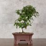 Бонсай Пираканта в коричневой плошке 45 см фото 1 &mdash; Luxury Plants
