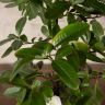 Бонсай Пираканта в коричневой плошке 45 см фото 5 &mdash; Luxury Plants