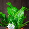 Асплениум 30/12 фото 2 &mdash; Luxury Plants