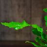 Асплениум 30/12 фото 3 &mdash; Luxury Plants