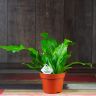 Асплениум 30/12 фото 1 &mdash; Luxury Plants